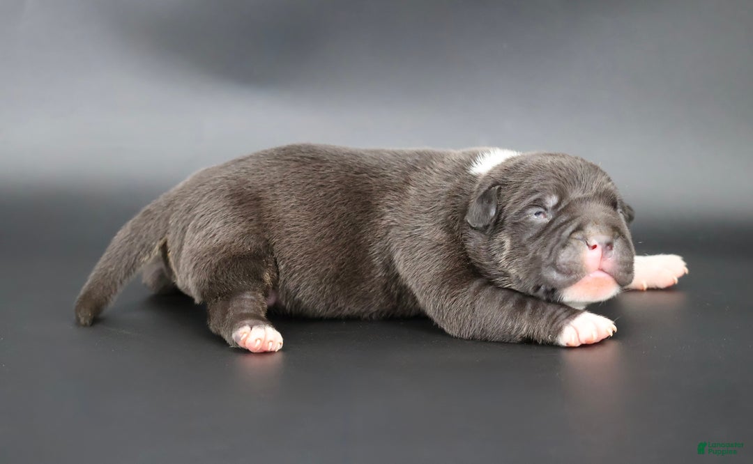 American Bully dogs for sale: Sterling - Ad 1