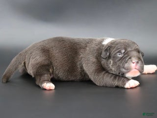 American Bully dogs Sterling - Ad 37