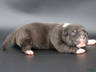 American Bully dogs Sterling - Ad 29