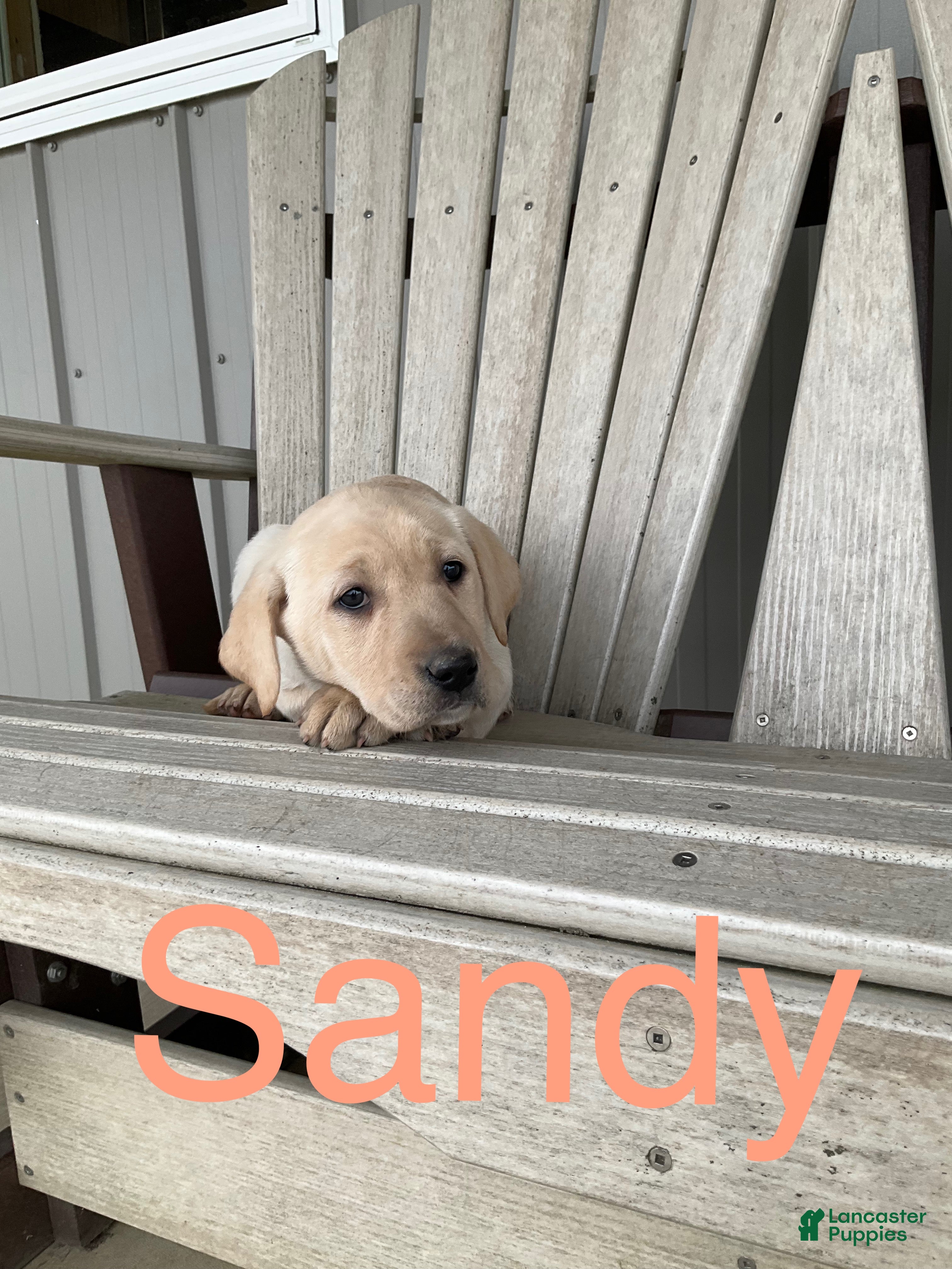 Mixed Breed dogs Mixed Breed Puppy 5 - Ad 41