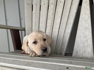 Mixed Breed dogs for sale: Mixed Breed Puppy 5 - Ad 1