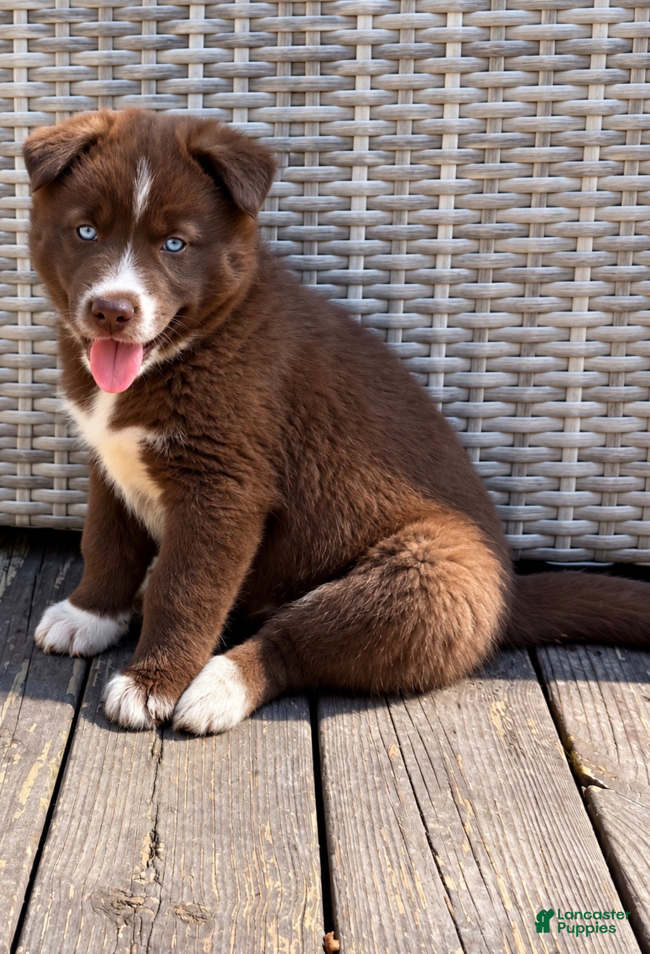 Catrionna, Siberian Husky