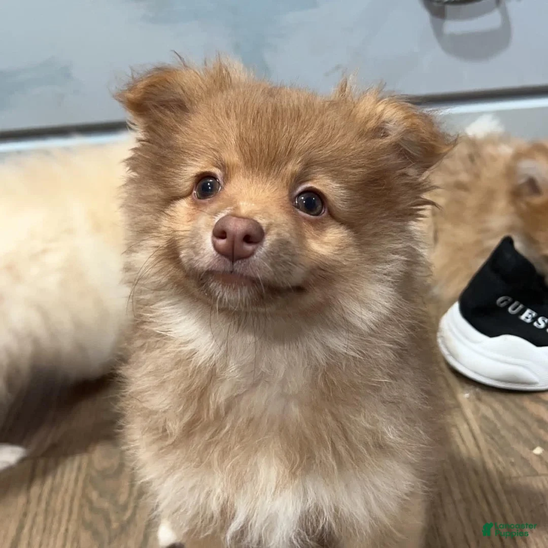 Gallery Image {{count}}