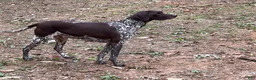 German Shorthaired Pointer dogs for sale: Cleo - Ad 3