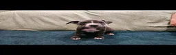 American Pit Bull Terrier dogs for sale: American Pit Bull Terrier Bean - Ad 9