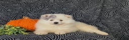 Pomeranian dogs for sale: Pipa - Ad 7