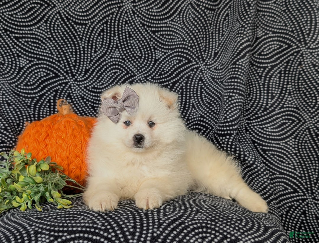 Pomeranian dogs for sale: Pipa - Ad 7