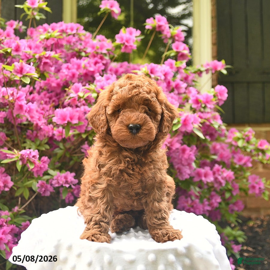 Cavapoo dogs Bambi  - Ad 2