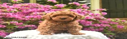 Cavapoo dogs for sale: Bambi  - Ad 2