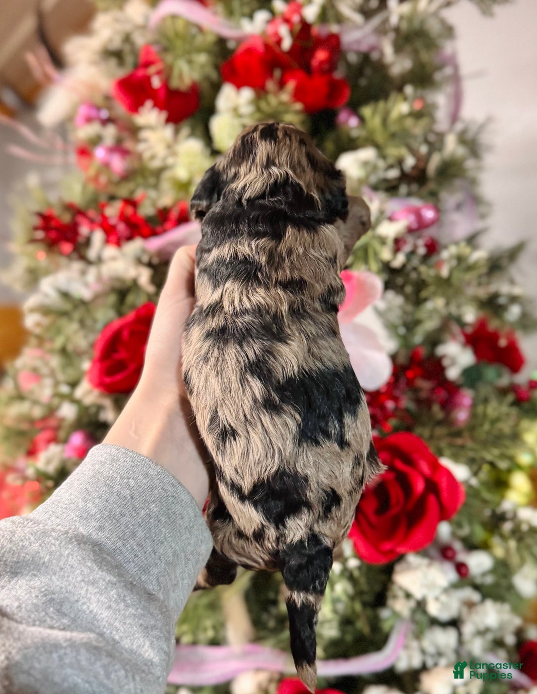 Cockapoo dogs for sale: Cockapoo Puppy 6 - Ad 3