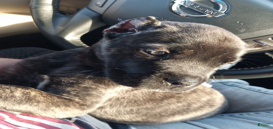 Gallery Image {{count}}