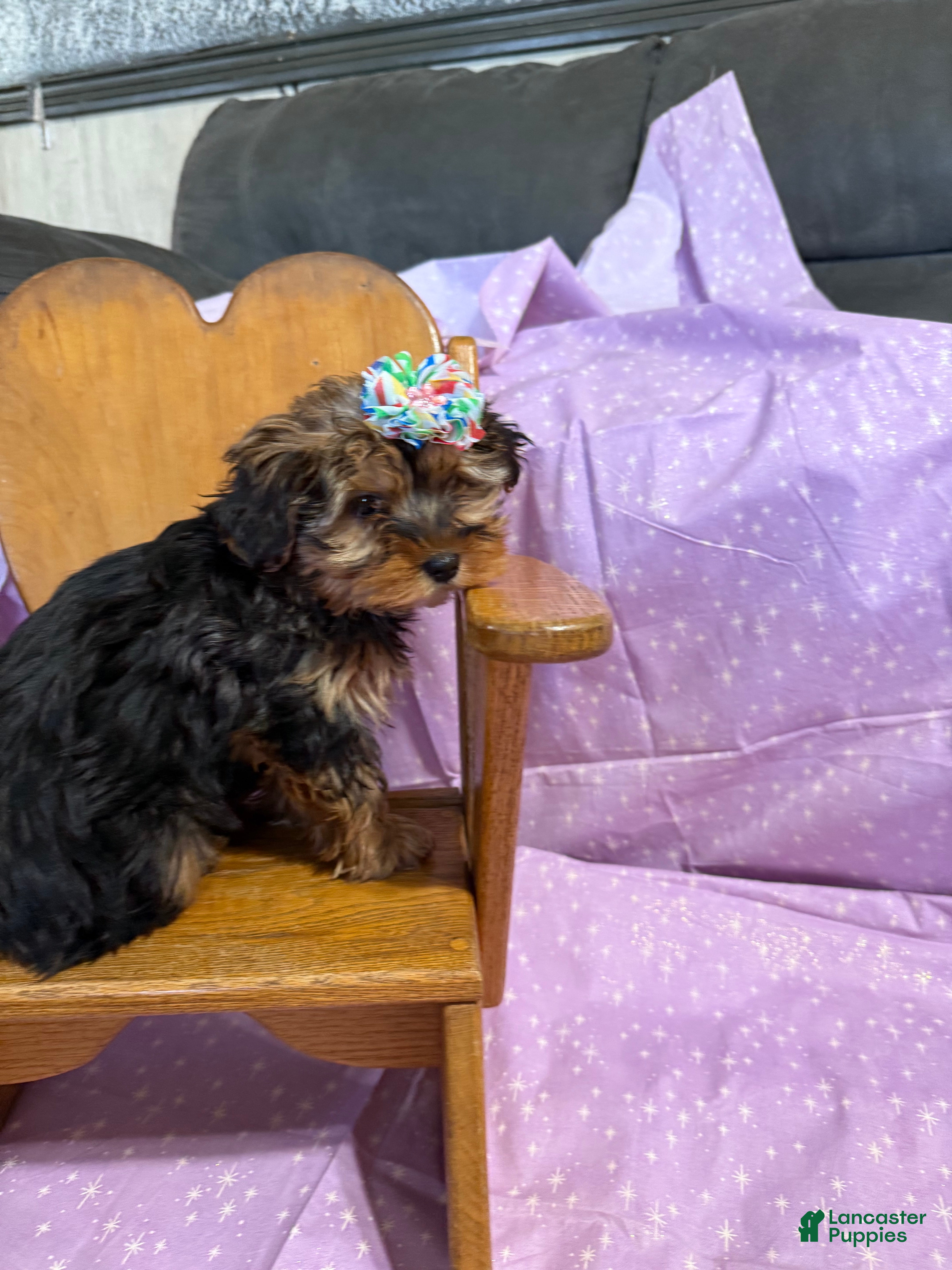 Yorkshire Terrier dogs Sparkle  - Ad 12