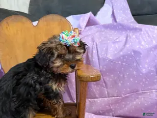 Yorkshire Terrier dogs Sparkle - Ad 12