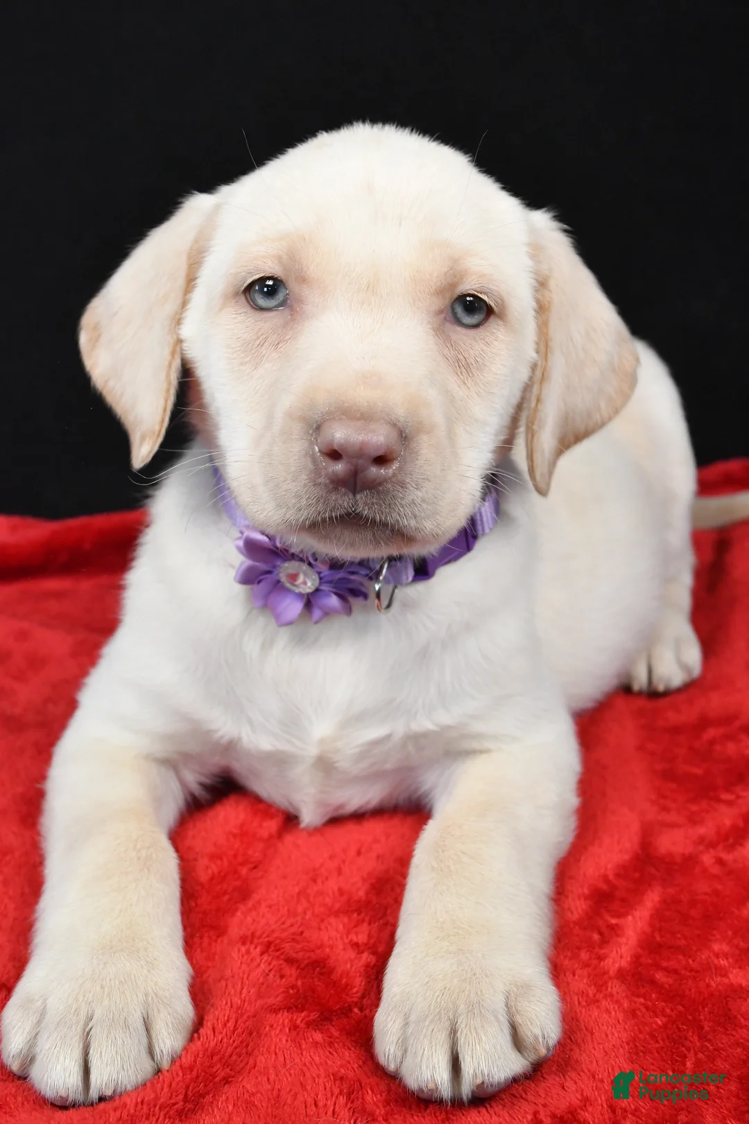 Labrador Retriever dogs for sale: Rita - Ad 3