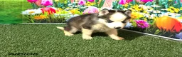 Siberian Husky dogs for sale: Max - Ad 3