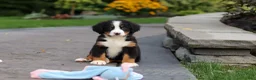 Bernese Mountain Dog dogs for sale: Josie - Ad 11