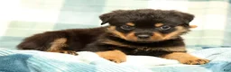 Rottweiler dogs for sale: Bear - Ad 4