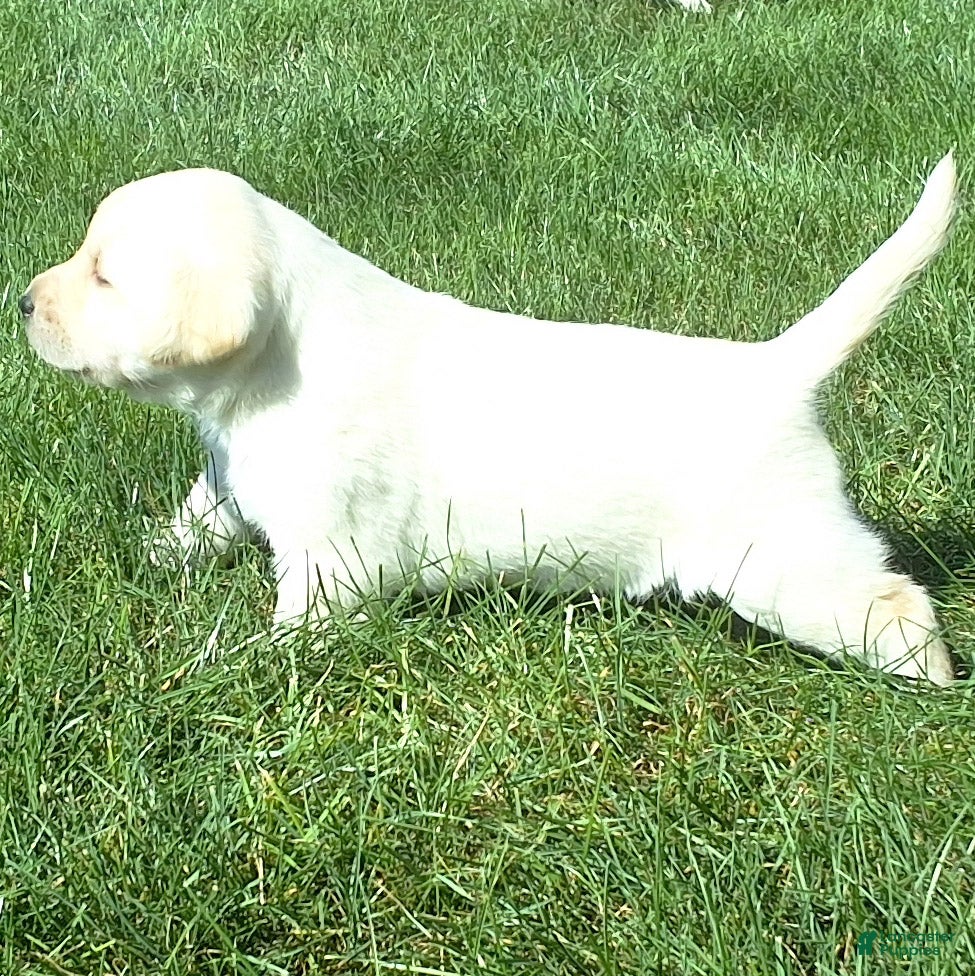 Labrador Retriever dogs Izzy Retriever 5 - Ad 2