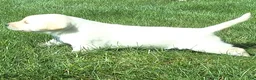Labrador Retriever dogs for sale: Izzy Retriever 5 - Ad 2