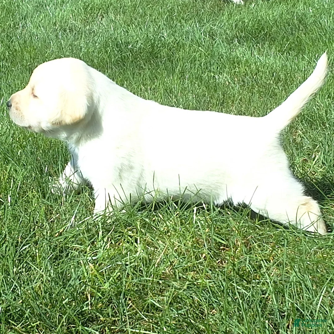 Labrador Retriever dogs for sale: Izzy Retriever 5 - Ad 2