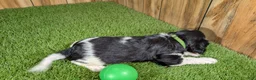 Cavalier King Charles Spaniel dogs for sale: Bessie Boy 2 - Ad 4