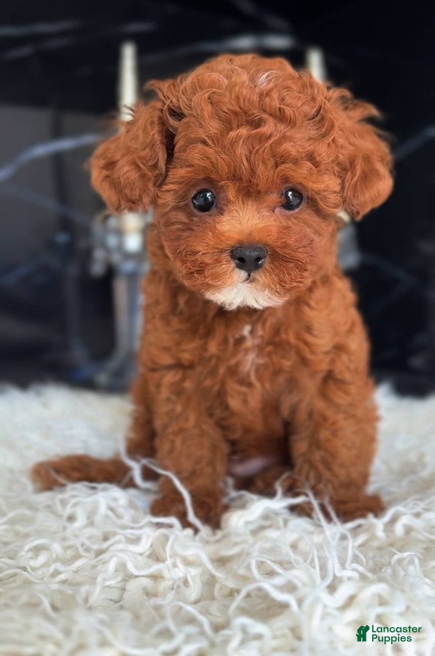 Miniature Poodle dogs Pierre  - Ad 1