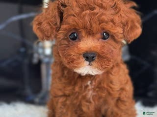 Miniature Poodle dogs Pierre - Ad 1