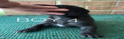 Great Dane dogs for sale: Male  - Ad 2