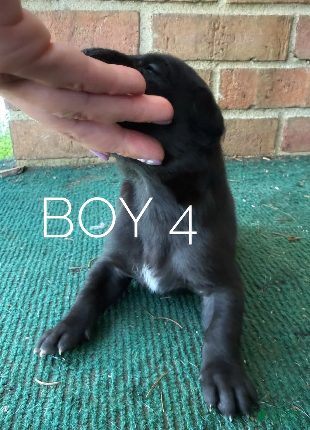 Great Dane dogs for sale: Male  - Ad 2