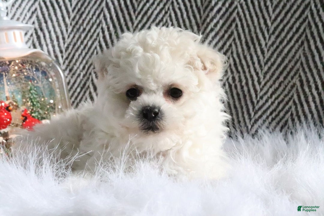 Pomapoo dogs for sale: Bella - Ad 2