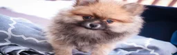 Pomeranian dogs for sale: Bingley - Ad 5