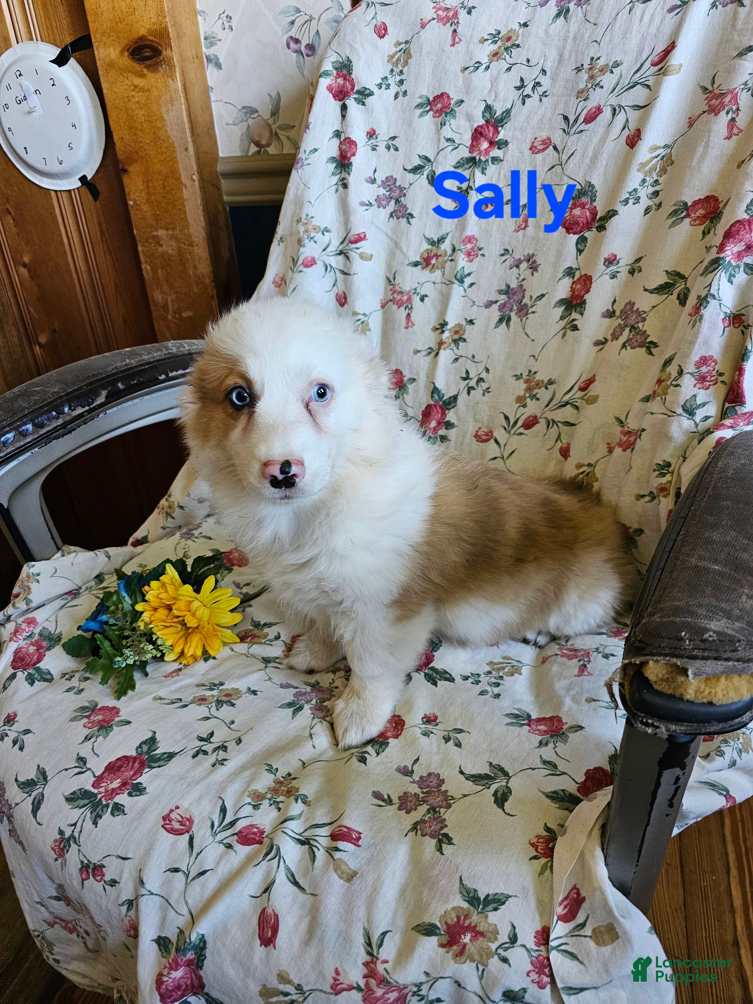Welsh Corgi Pembroke dogs for sale: Sally - Ad 2