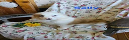 Welsh Corgi Pembroke dogs for sale: Sally - Ad 2