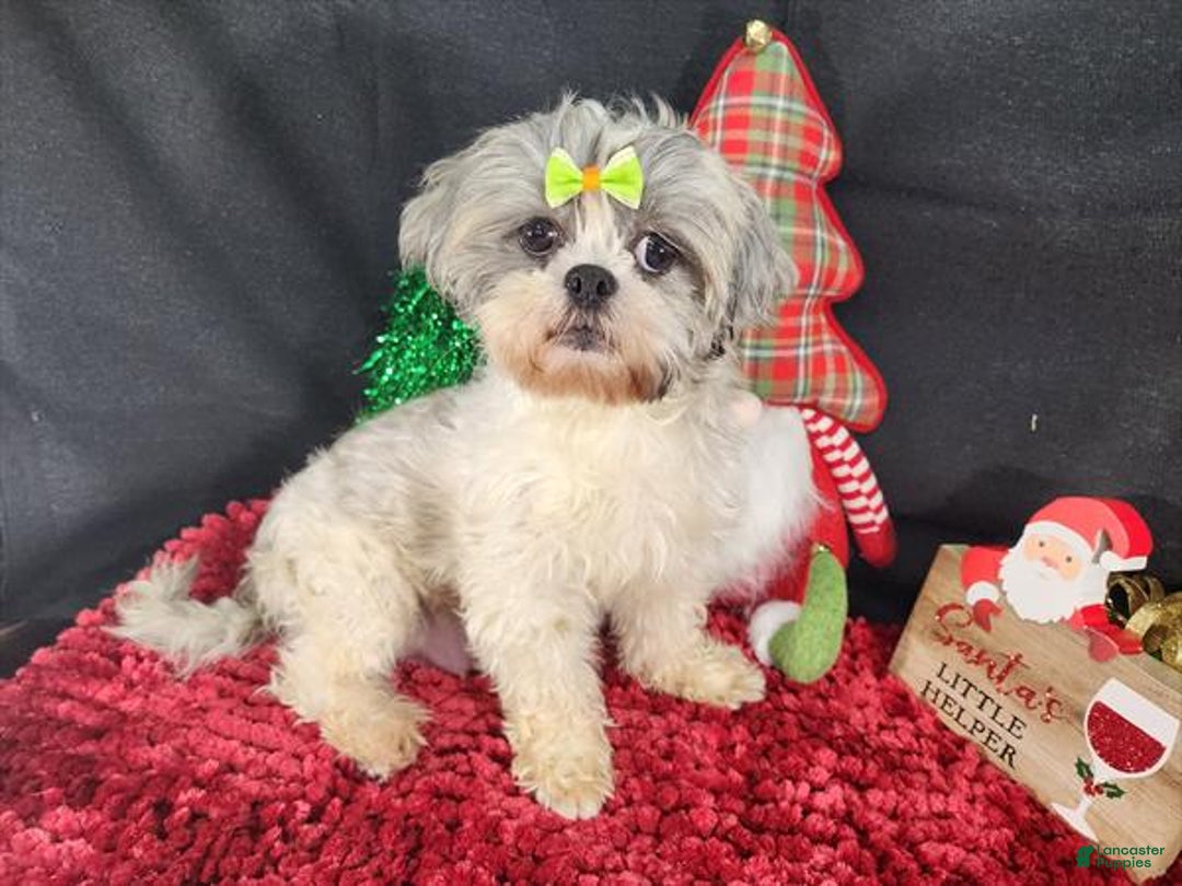 Shih Tzu dogs for sale: Shih Tzu Puppy 1 - Ad 4