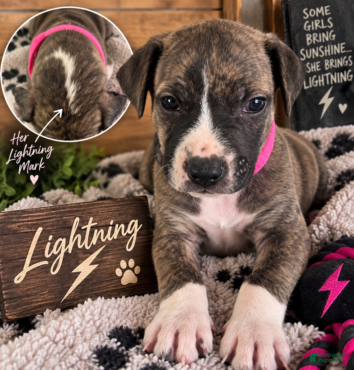 Mixed Breed dogs Lightning  - Ad 18