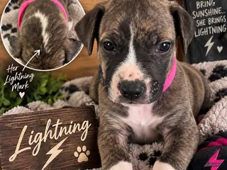 Mixed Breed dogs Lightning - Ad 18