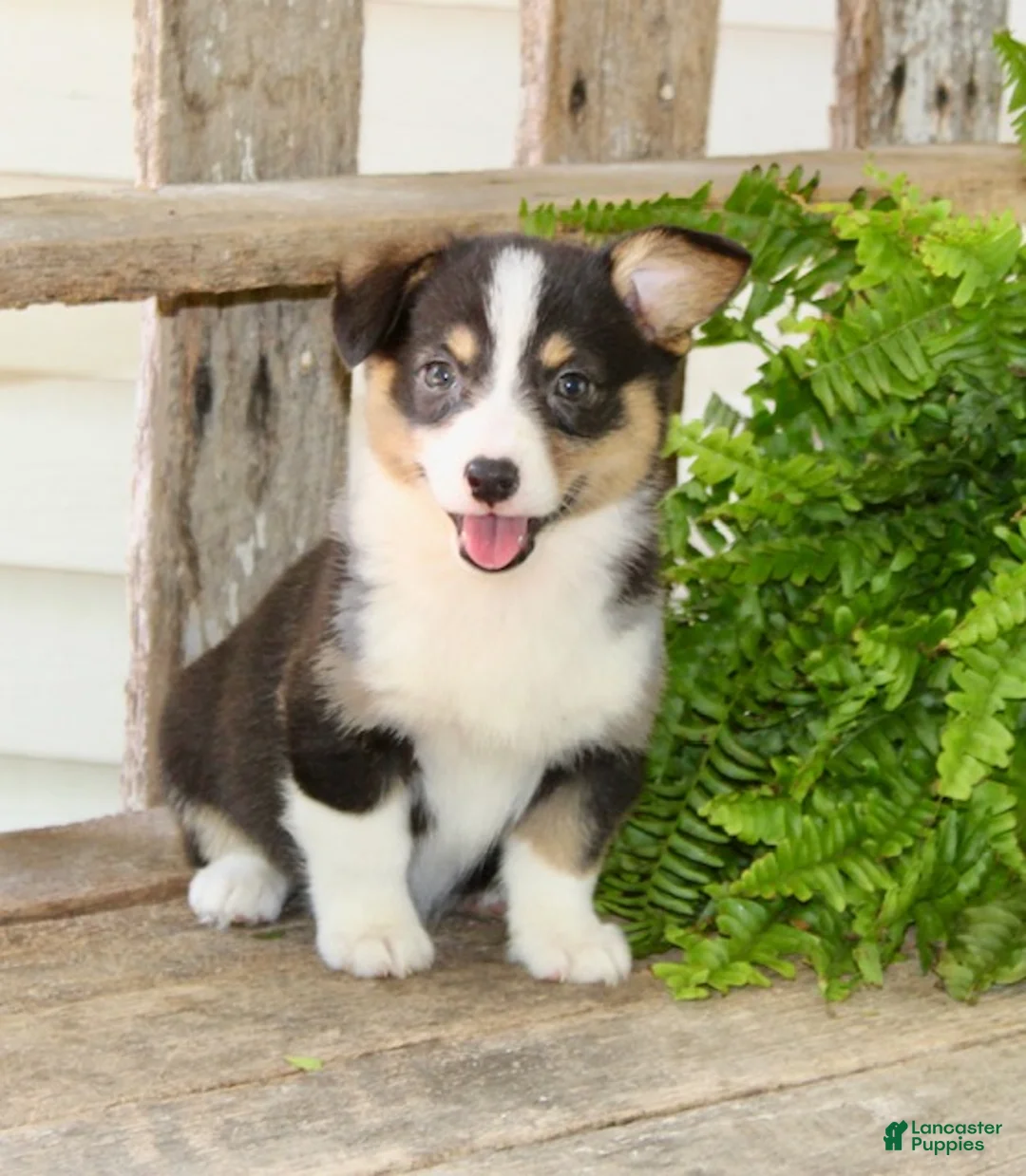 Mixed Breed dogs for sale: Gabby - Ad 2
