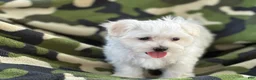 Maltese dogs for sale: APRI Maltese - Milo - Ad 3