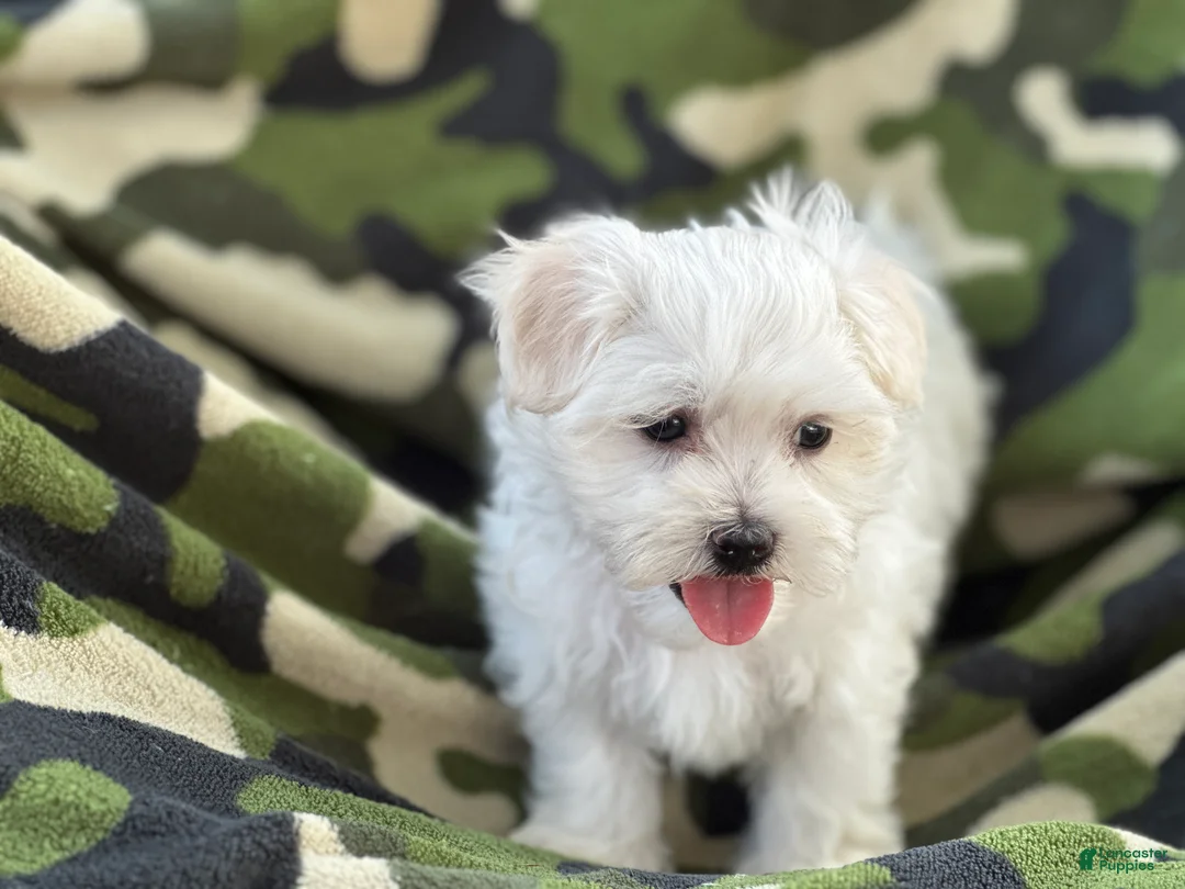 Maltese dogs for sale: APRI Maltese - Milo - Ad 3