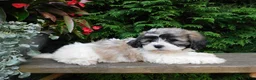 Teddy Bear dogs for sale: Iris - Ad 6