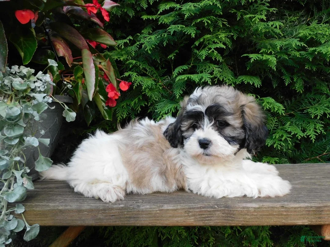 Teddy Bear dogs for sale: Iris - Ad 6