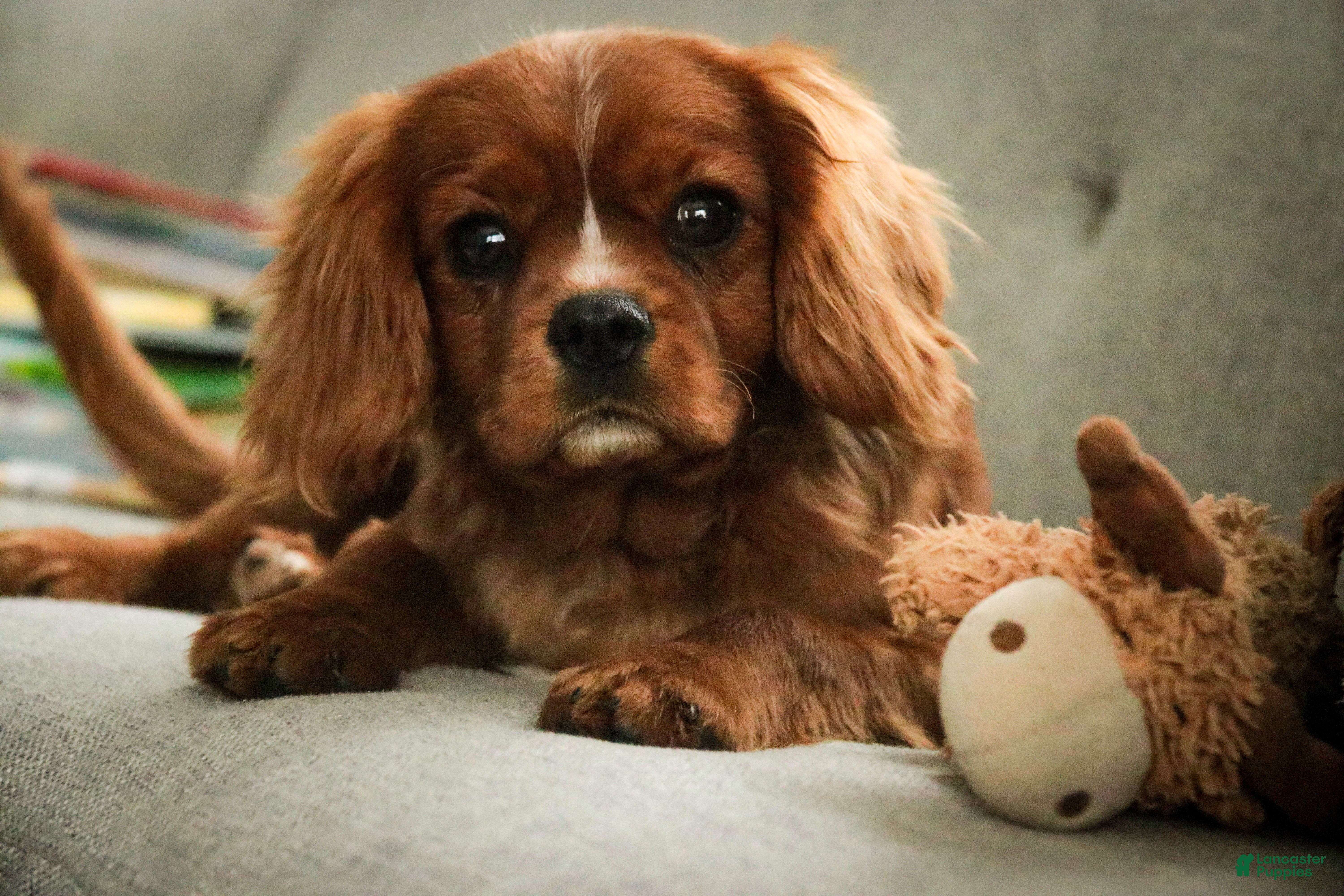 Cavalier King Charles Spaniel dogs Winston - Ad 17