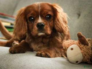 Cavalier King Charles Spaniel dogs Winston - Ad 17