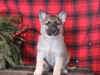 German Shepherd dogs for sale: Holly - Ad 4