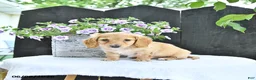 Dachshund dogs for sale: Cooper - Ad 4