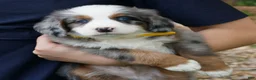 Mini Bernedoodle dogs for sale: Carter  - Ad 3