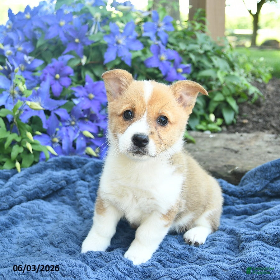 Welsh Corgi Pembroke dogs for sale: Pearl  - Ad 2