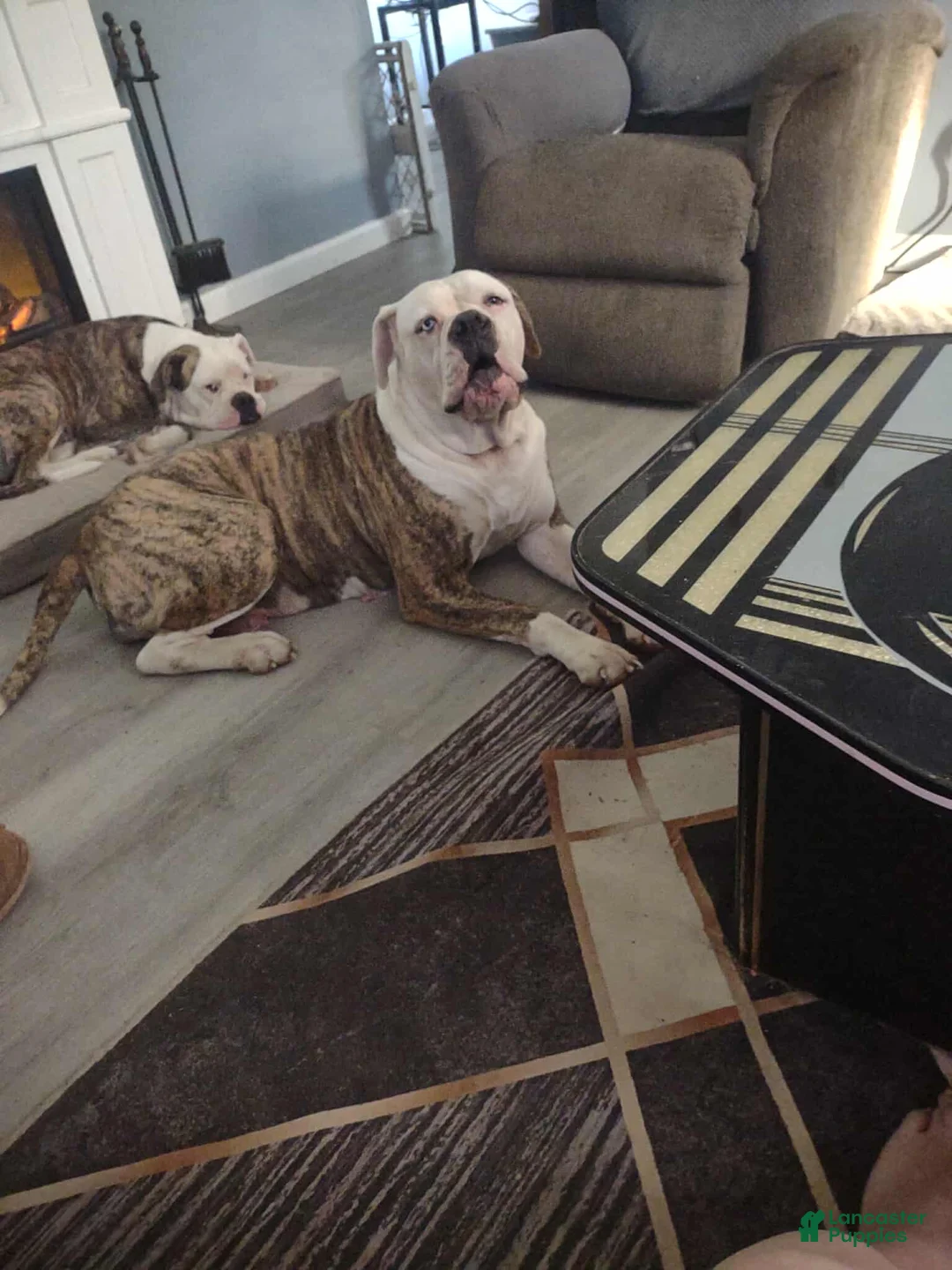 American Bulldog dogs for sale: American Bulldog Puppy 2 - Ad 3