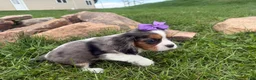 Cavalier King Charles Spaniel dogs for sale: Leila - Ad 3