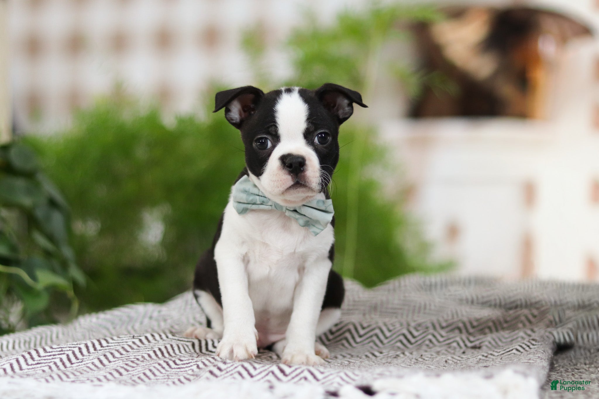 Boston Terrier dogs Bluey - Ad 3